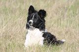 BORDER COLLIE 1510